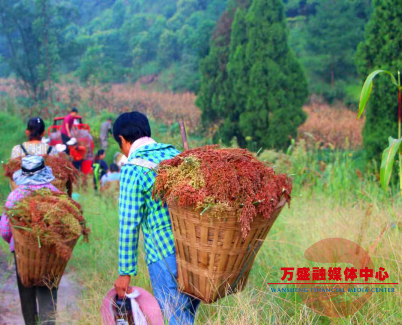丰收时节,关坝镇村民背运高粱.jpg
