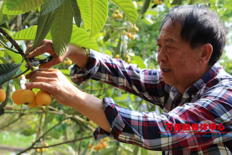 关坝镇村民采摘枇杷.jpg