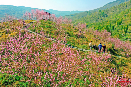 南桐镇:石桥村蟠桃花开 红满山_街镇工作信息_南桐